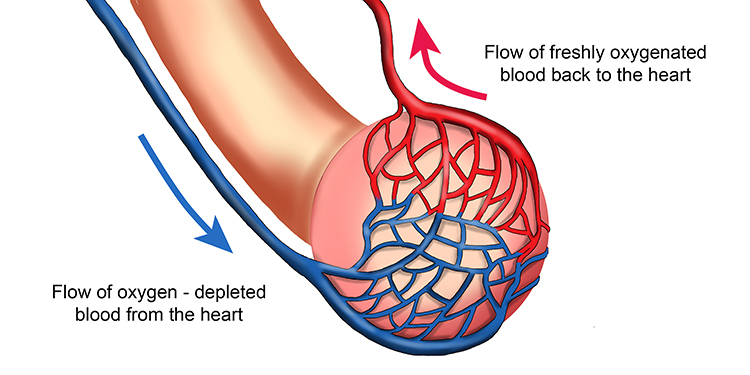 Diagram showing the blood capillaries around an alveolus